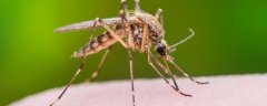 蚊虫叮咬会传播新冠病毒吗 看看专家怎么说