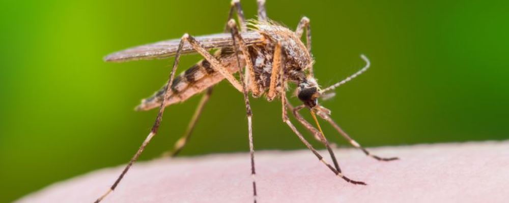 蚊虫叮咬会传播新冠病毒吗 蚊虫叮咬会传播什么疾病 蚊虫叮咬后怎么办