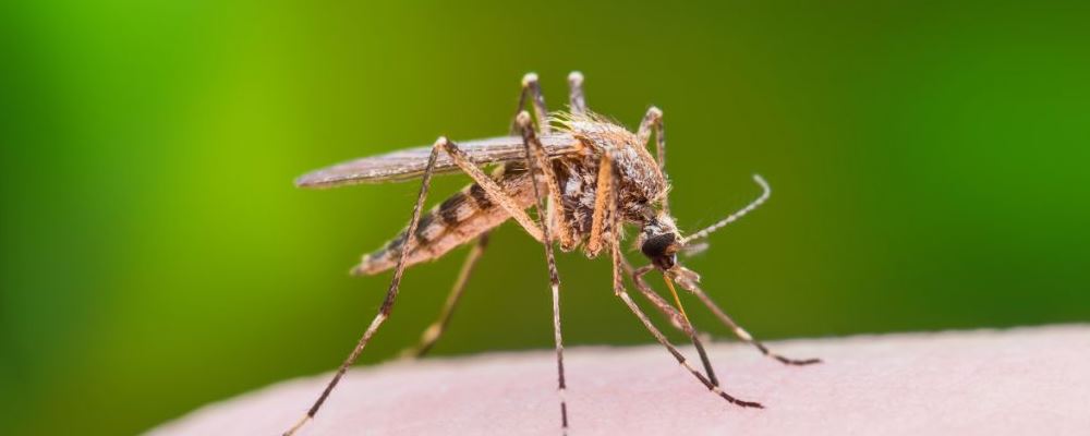 如何预防被蚊子咬 孩子们如何预防被蚊子叮咬 孩子被蚊子咬了怎么办