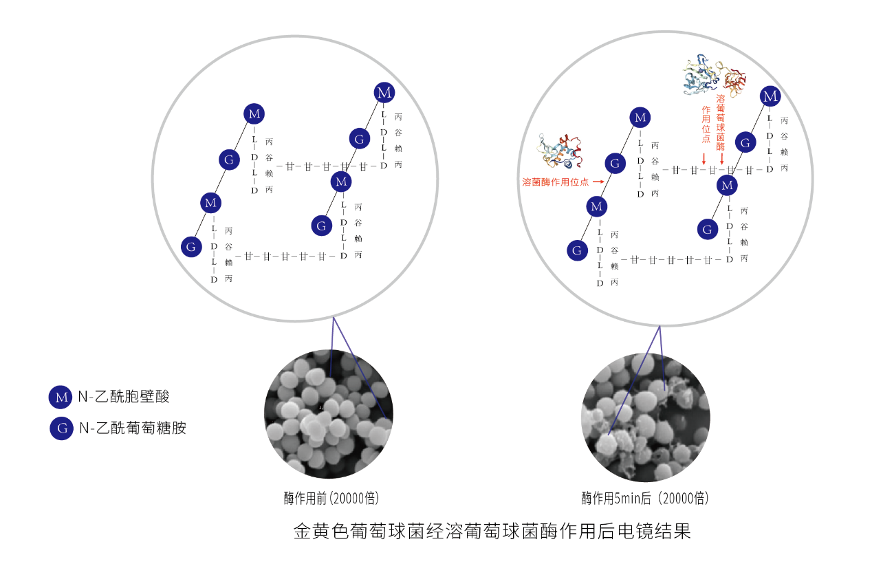 金光集团APP（中国）战略合作上海高科，生物酶创新品类升级